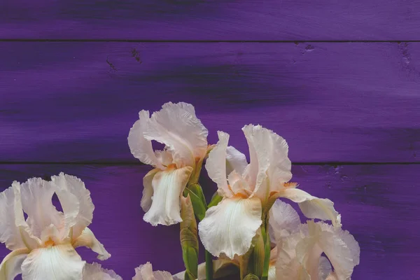 Iris Blume Auf Einem Violetten Hintergrund — Stockfoto