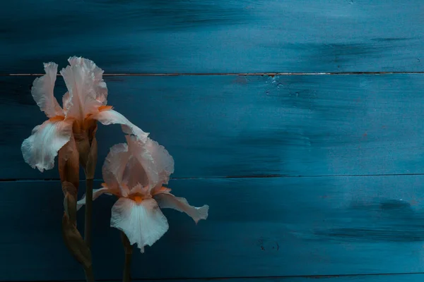 Iris Fiore Uno Sfondo Legno Color Betulla — Foto Stock