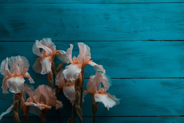 Irisblume Auf Einem Birkenfarbenen Hintergrund — Stockfoto