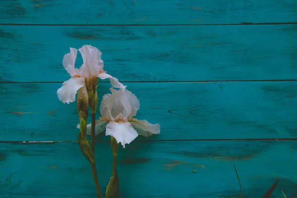 Irisblume Auf Einem Birkenfarbenen Hintergrund — Stockfoto