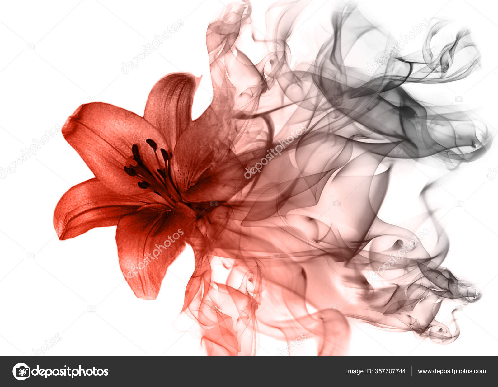 Beautiful Lily Flower Smoke Stock Photo by 357707744