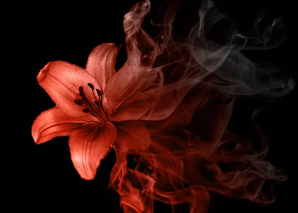 Beautiful lily flower from smoke