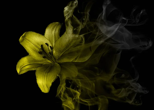 Schöne Lilienblüte Aus Rauch — Stockfoto