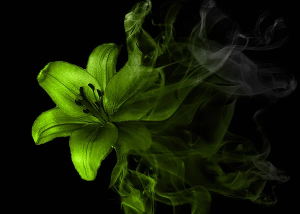 美丽的百合花从烟雾中绽放 — 图库照片