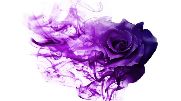 Beautiful Sweet Smoke Rose — Stock Photo, Image