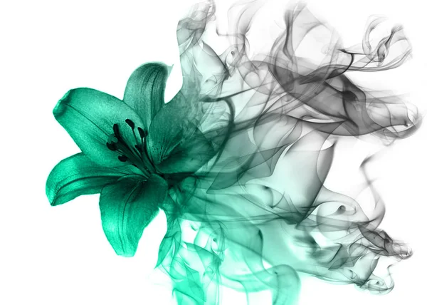 Piękny Kwiat Lilii Dymu — Zdjęcie stockowe