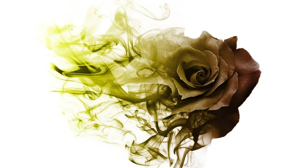 Beautiful Sweet Smoke Rose — Stock Photo, Image