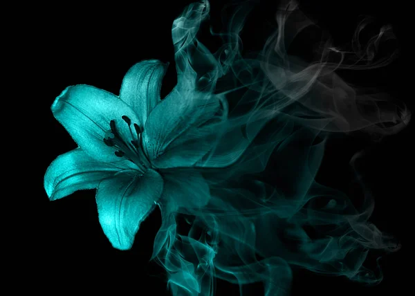 Dumandan Güzel Zambak Çiçeği — Stok fotoğraf