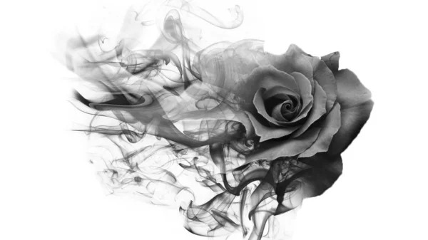 Beautiful Sweet Smoke Rose — Stock Photo, Image