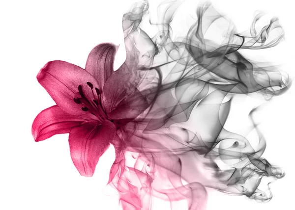 Vacker Lilja Från Rök — Stockfoto