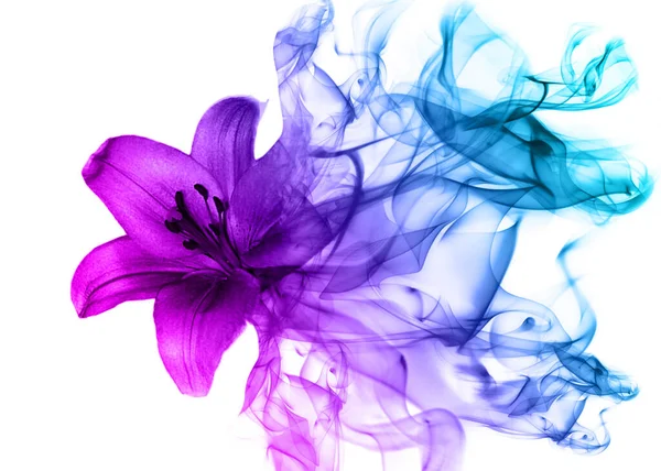 Beautiful Lily Flower Smoke — Stock Photo, Image