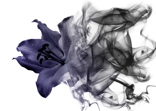 Krásná Lilie Květina Kouře — Stock fotografie