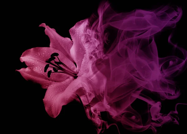 Schöne Lilienblüte Aus Rauch — Stockfoto