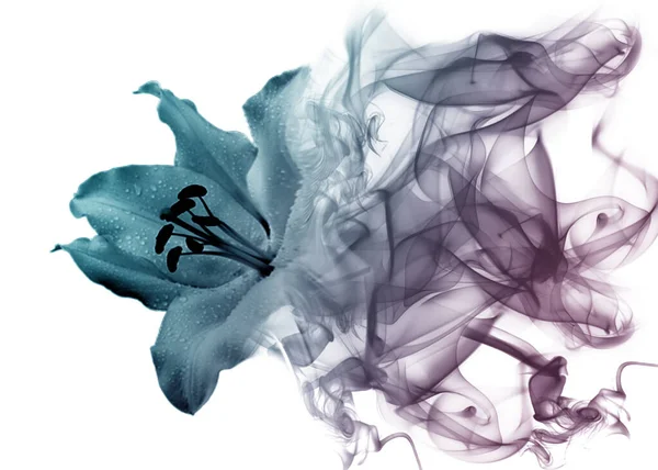 Krásná Lilie Květina Kouře — Stock fotografie