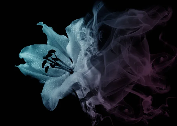 Bela Flor Lírio Fumaça — Fotografia de Stock