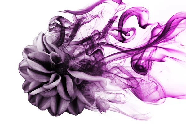 Beautiful Sweet Smoke Rose — Stock Photo, Image