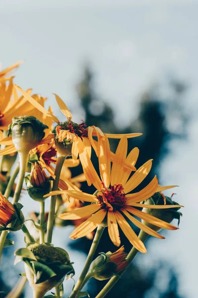 yellow flowers in the rays of the setting sun. yellow daisies in the field.