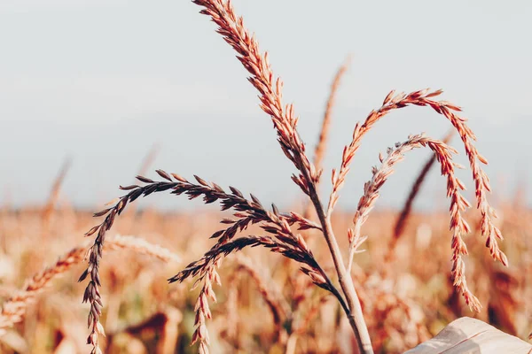 Campo Grano Nei Raggi Del Sole Tramonto — Foto Stock