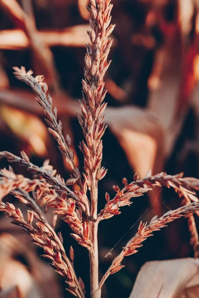 Campo Grano Nei Raggi Del Sole Tramonto — Foto Stock