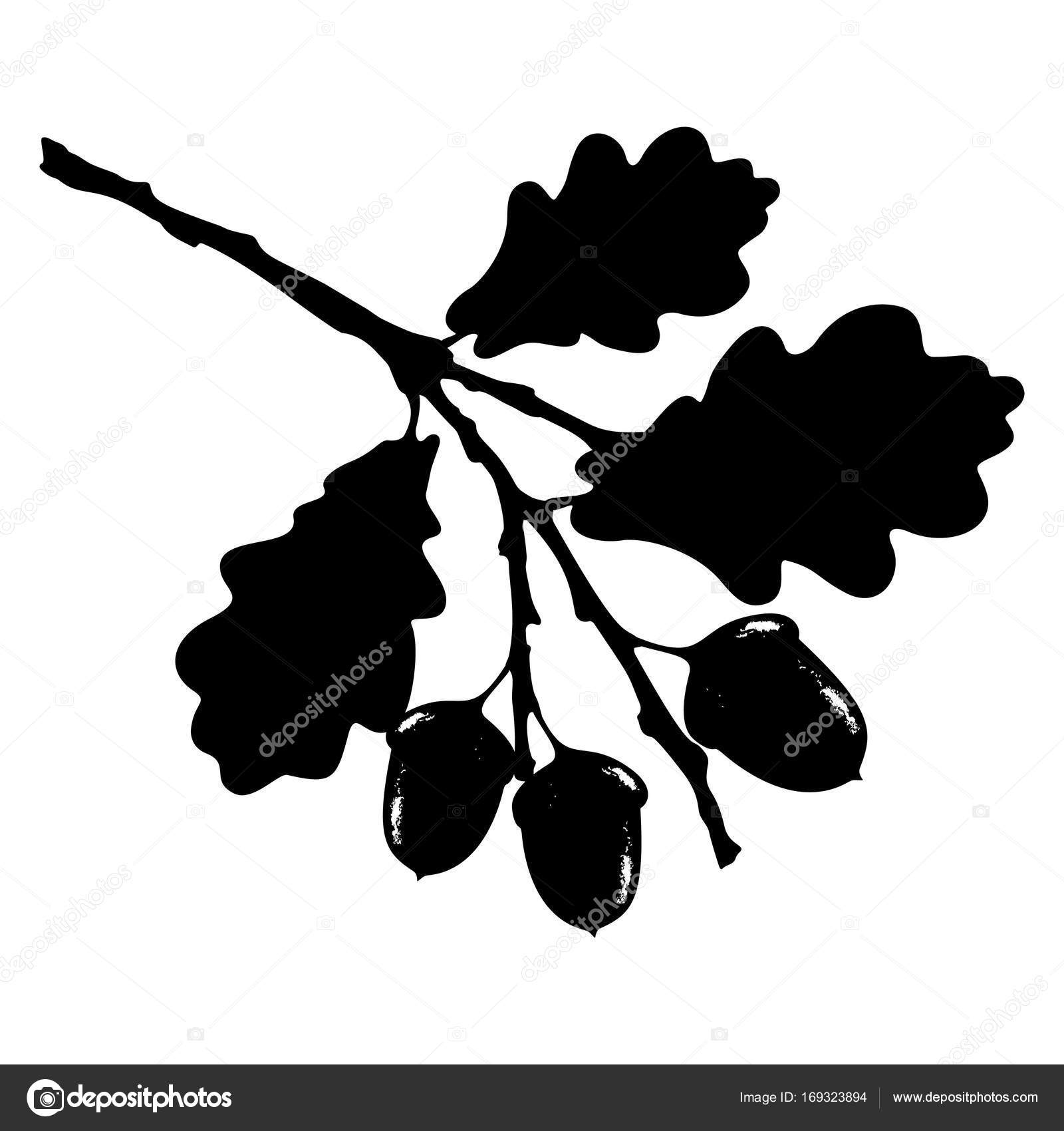 Oak Leaf Acorn And Branch Isolated Silhouette Ecology Stylized Vector Image By C Origaz Vector Stock Oak Leaf Acorn And Branch Isolated Silhouette Ecology Stylized Vector Image By C Origaz Vector Stock
