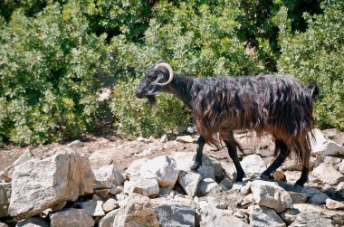 Kayaların üzerinde yürüyen siyah dağ keçisi
