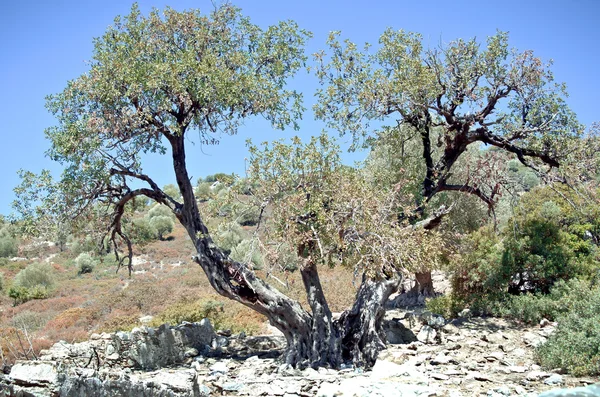 Ancien olivier sur l'île de la mer Égée — Photo