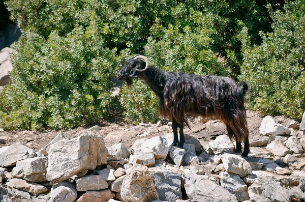 Черная горная коза, стоящая на солнце на скале — стоковое фото