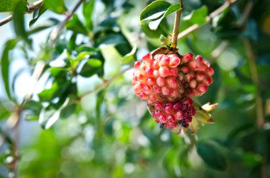 Kırmızı açık nar dalı