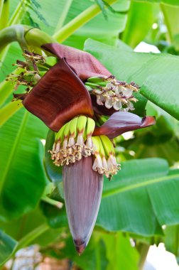 Bir muz palmiye ağacı üzerinde büyük bir çiçek