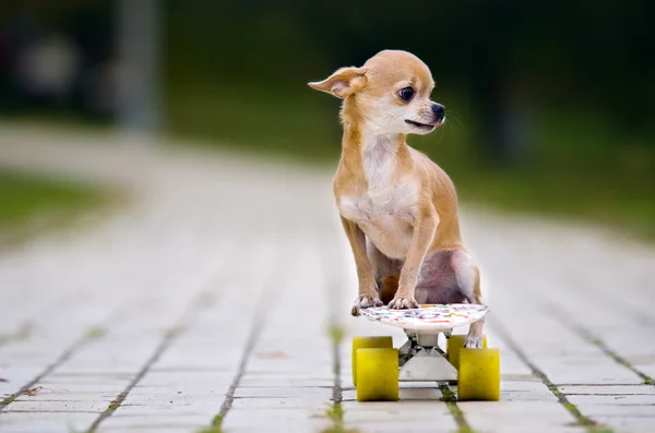 O pequeno chihuahua ruivo lambeu sentado num skate. Skate branco com rodas amarelas. Ele está na calçada do parque. . — Fotografia de Stock