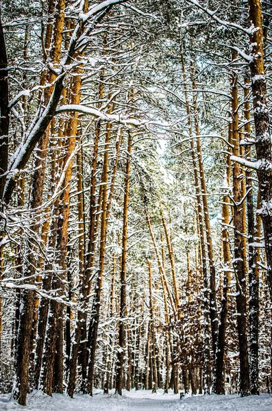 Tall pine trees covered with snow in the winter forest.
