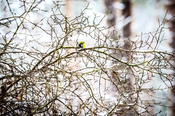 Pequeña teta amarilla sentada en una rama de un arbusto . — Foto de Stock