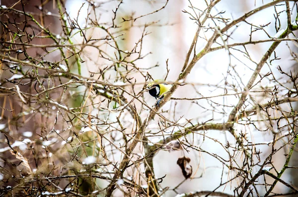 Tit bird sentado en una rama en el arbusto . — Foto de Stock