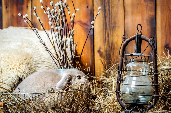 Un pequeño conejo gris está sentado en una cesta llena de heno. Cerca del conejo hay una vieja lámpara, y detrás de ella hay ramas de sauce . — Foto de Stock