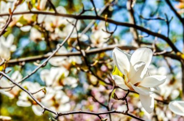 Yeşil yaprakları ve mavi gökyüzü arka plan üzerinde beyaz Manolya çiçek.