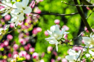Yeşil yaprakları, pembe ve mavi gökyüzü arka plan üzerinde beyaz Manolya çiçek.