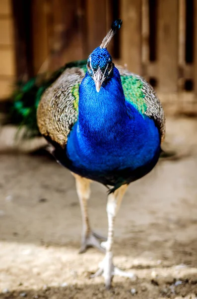 Peacock va vers la caméra . — Photo