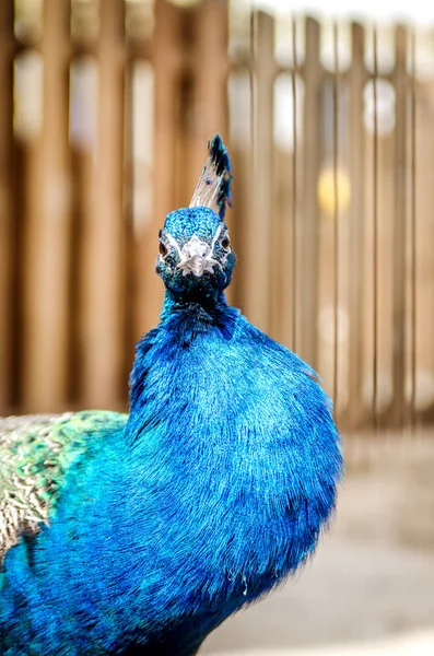 Peacock regarde dans la cellule, courbant son cou . — Photo