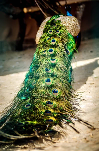 Длинный разноцветный хвост павлина . — стоковое фото