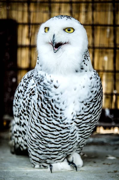 White Owl med en öppen näbb. — Stockfoto