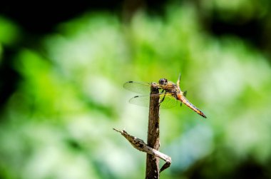 Bir dal yeşil bir arka plan üzerinde oturan bir yusufçuk.