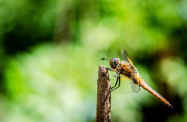 Bir dal, yan görünüm oturan bir yusufçuk fotoğrafı.
