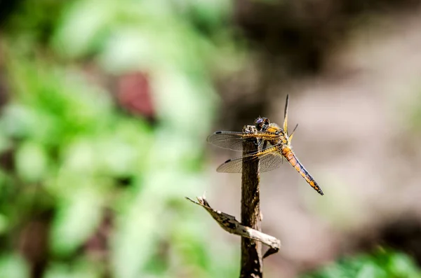 Une libellule assise sur une branche . — Photo