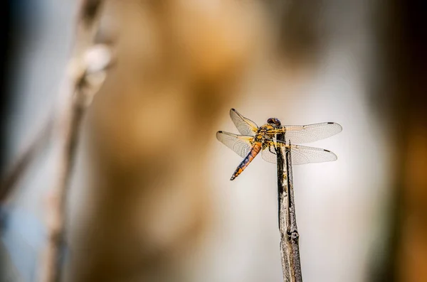 Libellule orange, assise sur une branche sèche . — Photo