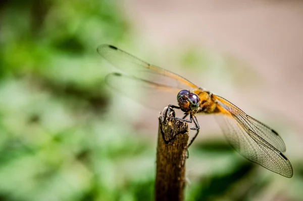 Une libellule orange est assise sur une branche . — Photo