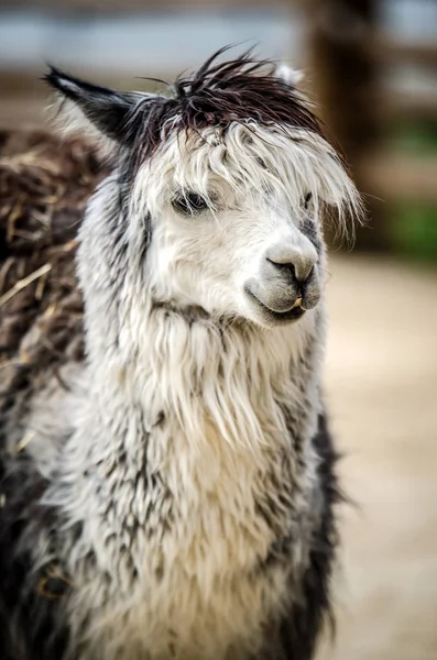 Un beau lama blanc-gris regarde la caméra . — Photo