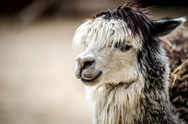 Portrait d'un lama avec une frange blanche accrochée à ses yeux  .. — Photo