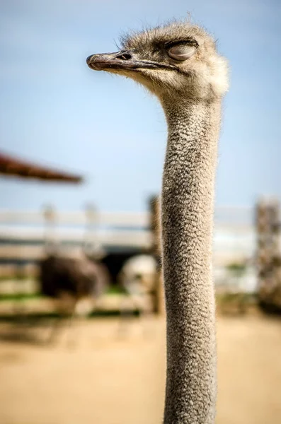 Autruche les yeux fermés sur le fond de la ferme . — Photo