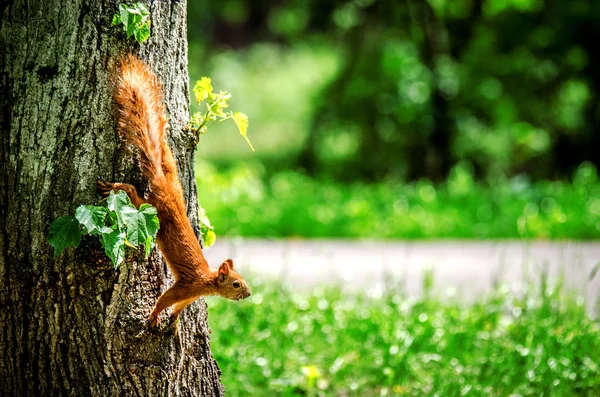 O esquilo pegou o tronco da árvore e olhou na frente dela . — Fotografia de Stock