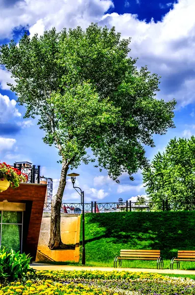 Ein Baum, der in einem Park aus Beton wächst. — Stockfoto